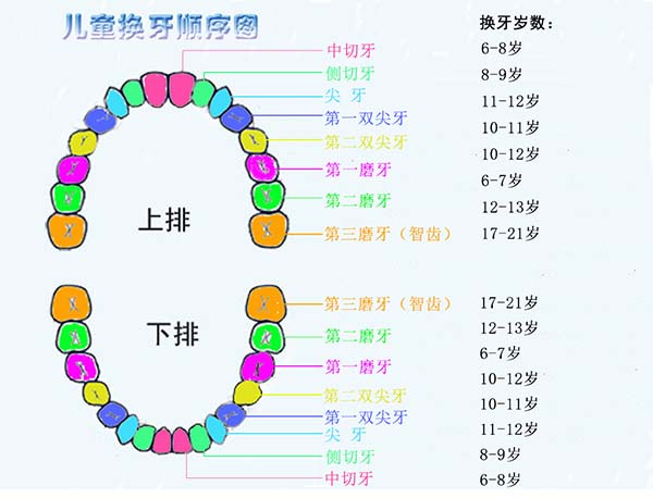 儿童换牙顺序