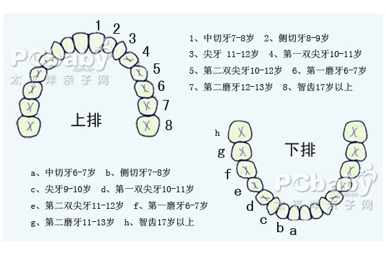 换牙时间顺序图